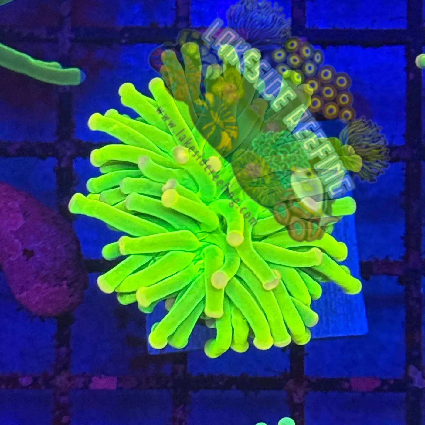 Malaysian Pink Tip Holy Grail R2A8 Lakeside Reefing