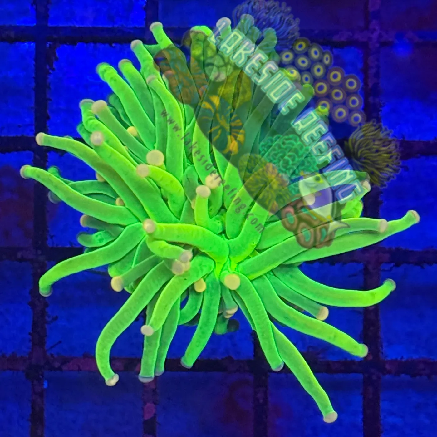 Malaysian Pink Tip Holy Grail R2B8 Lakeside Reefing