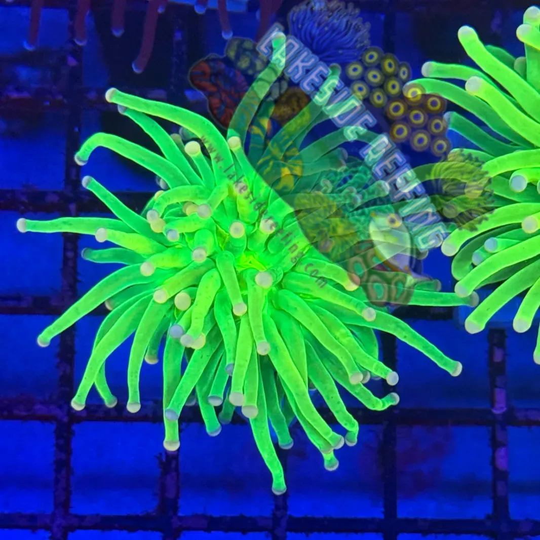 Malaysian Pink Tip Holy Grail R2B8 Lakeside Reefing