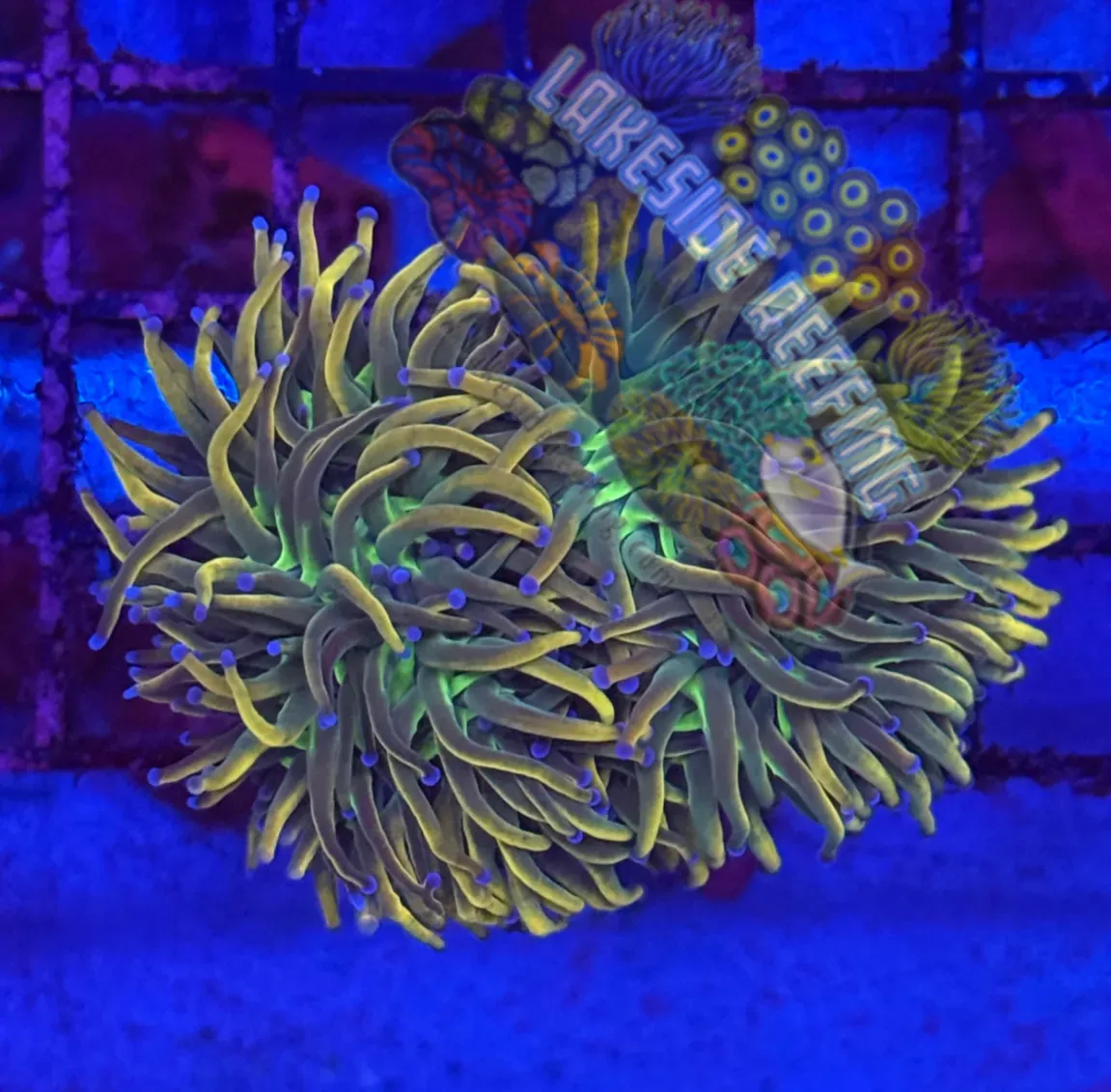Gorgeous Dragon Tamer R2AA Lakeside Reefing