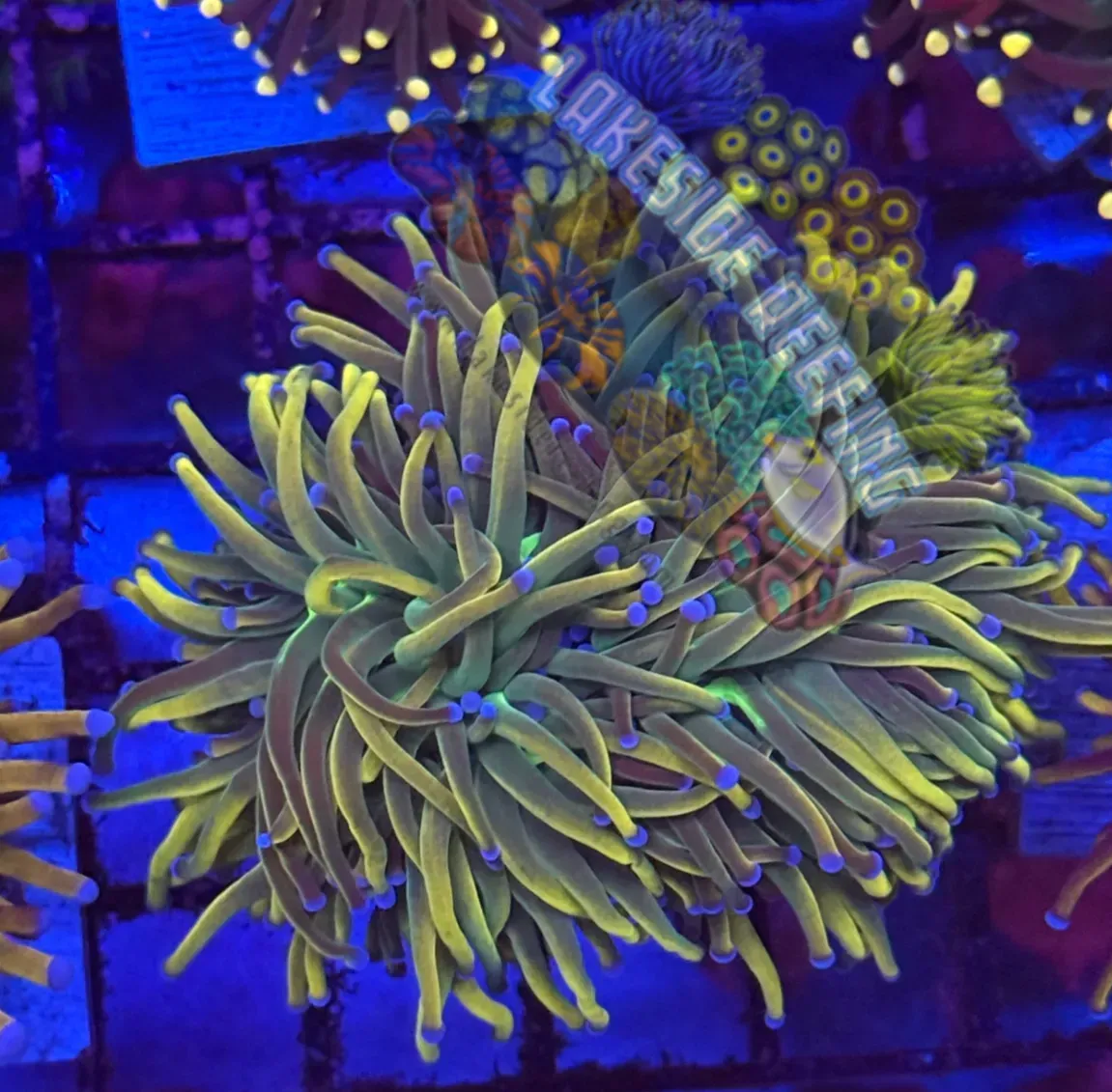Gorgeous Dragon Tamer Torch R2B1 Lakeside Reefing