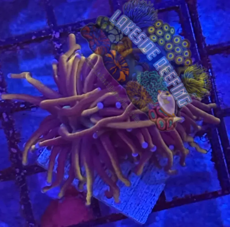 Deep Gold Knicks Torch R2D1 Lakeside Reefing