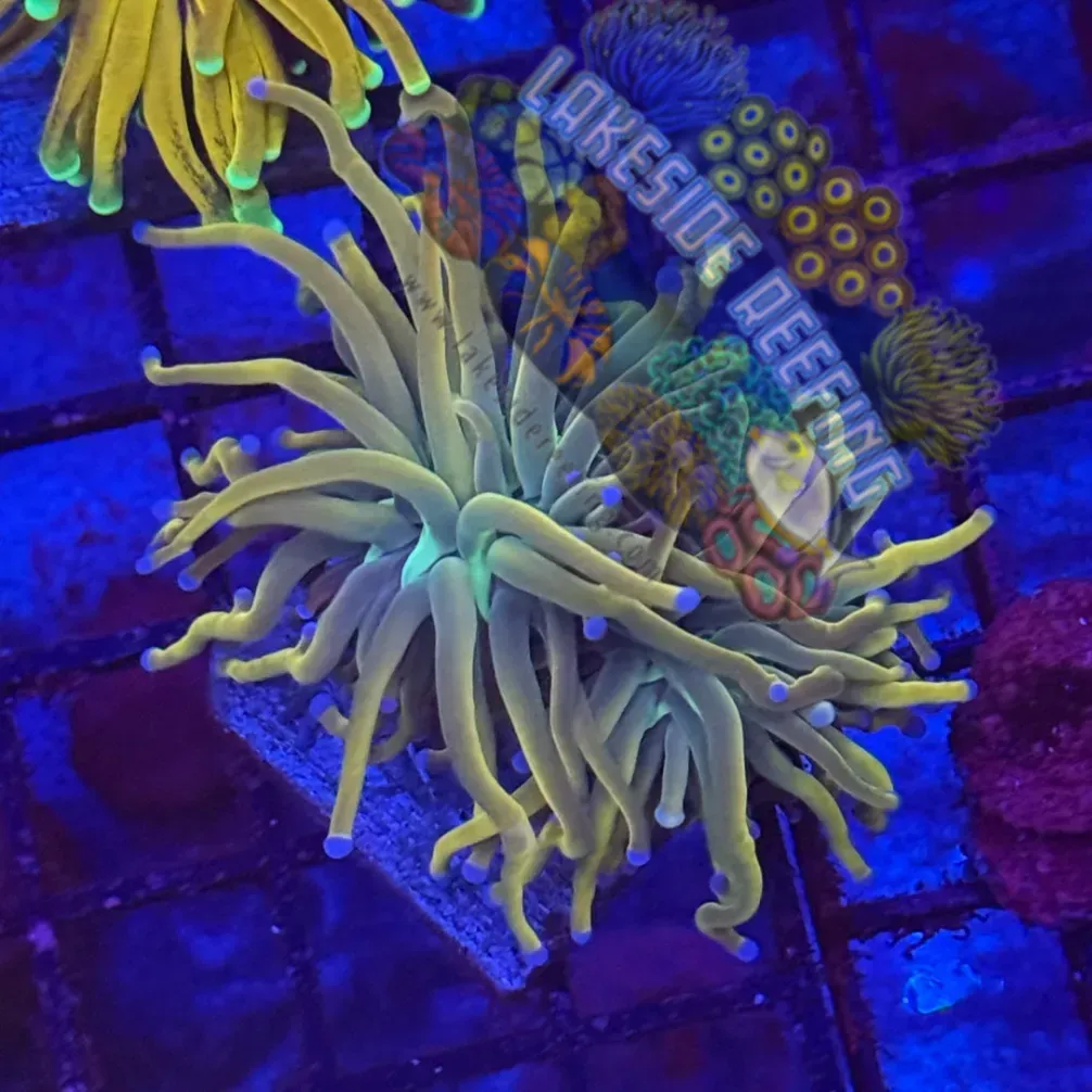 Dragon Tamer Torch R2D2 Lakeside Reefing