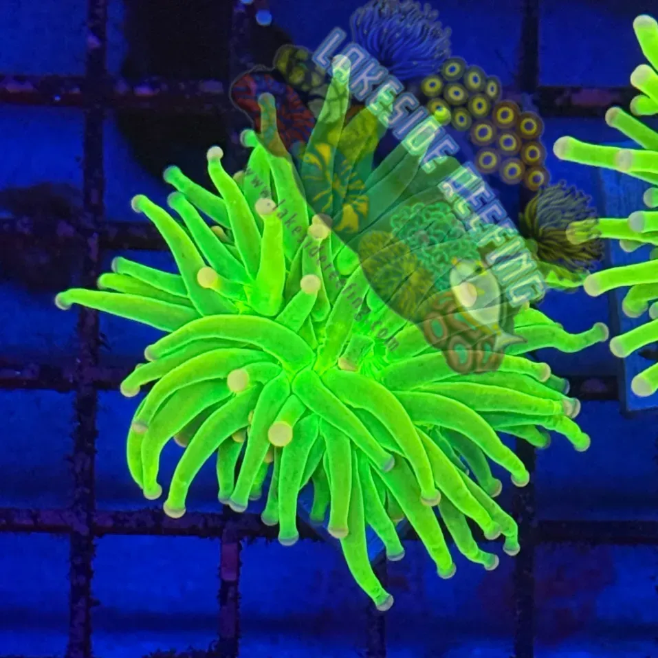 Malaysian Pink Tip Holy Grail R2B8 Lakeside Reefing