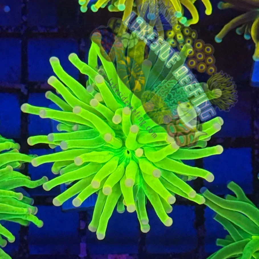 Malaysian Pink Tip Holy Grail R2A8 Lakeside Reefing
