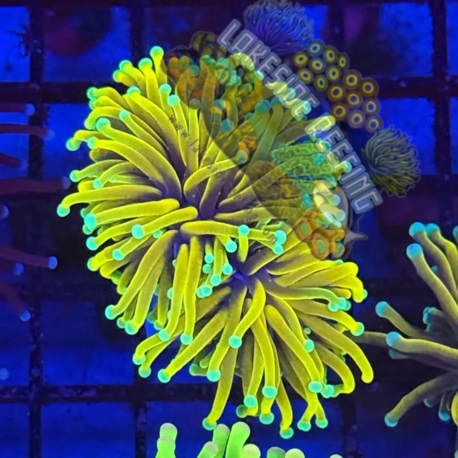 Ultra Yellow Malaysian God Torch R2B9 Lakeside Reefing