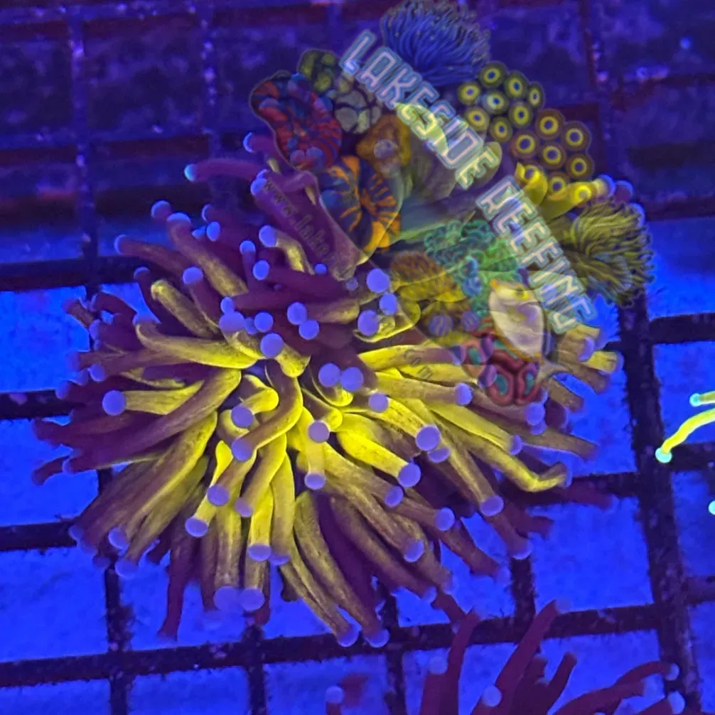 Grafted Ultra Gold Torch Coral R4C10 Lakeside Reefing