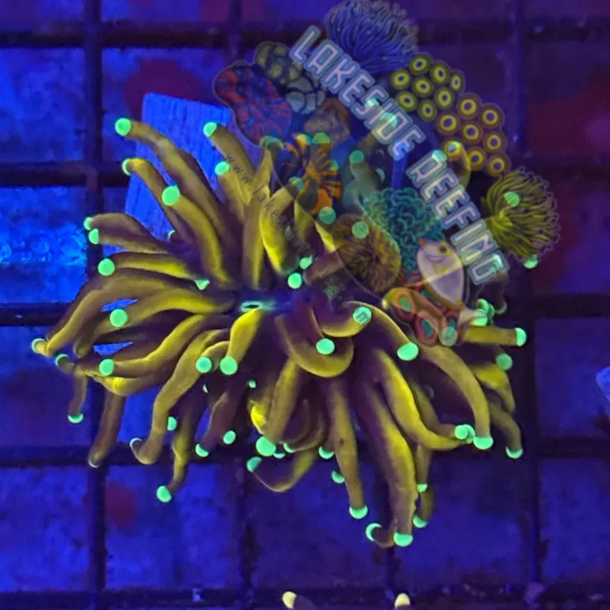 Orange Peel Torch Coral R5A3 Lakeside Reefing