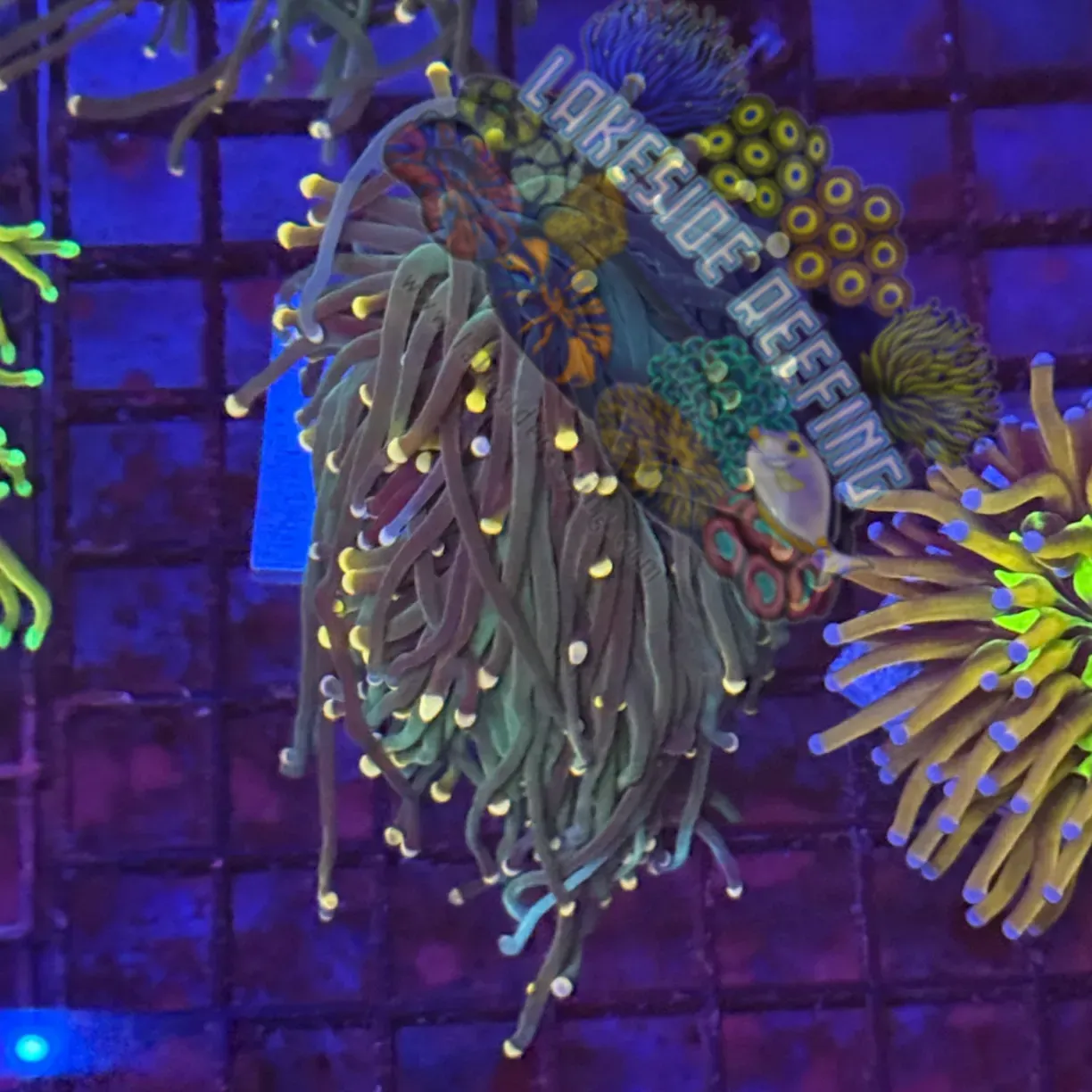 Deep Green/Purple with Pink Tips Torch Coral R5A5 Lakeside Reefing