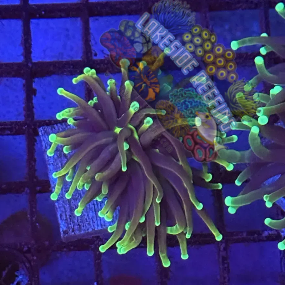 Dragon Soul Torch Coral R5A7 Lakeside Reefing