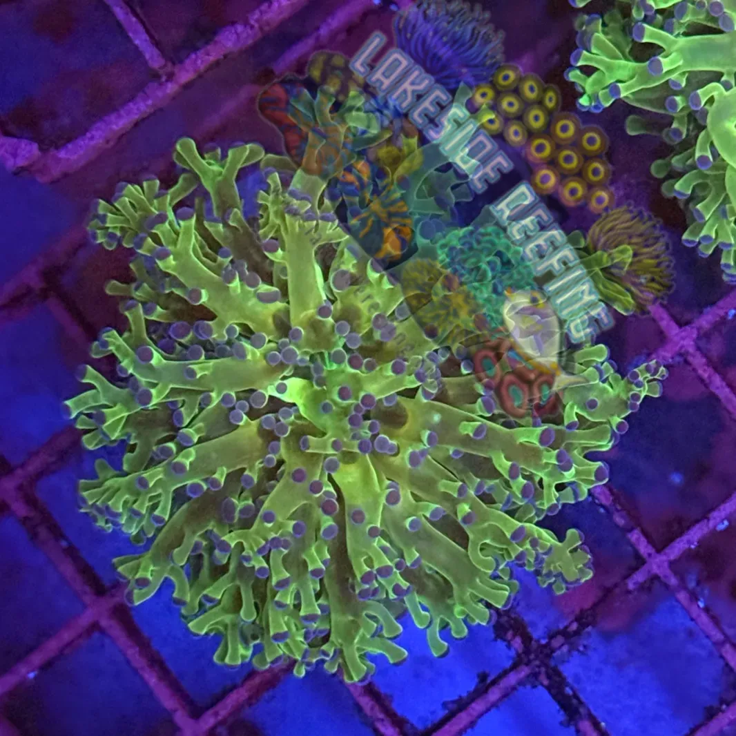 Green with Blue Tips Frogspawn R1A1 Lakeside Reefing