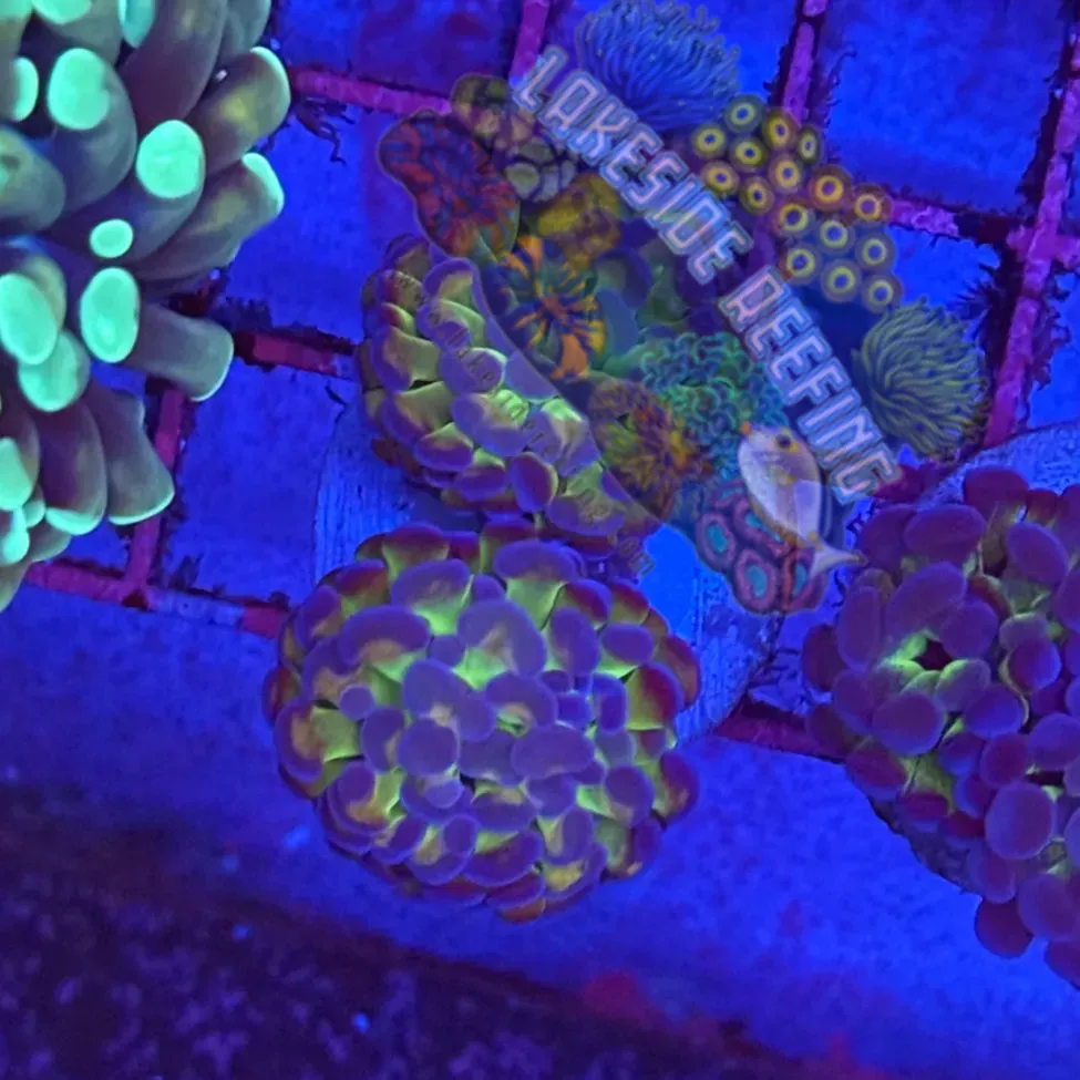 Bicolor Metallic Hammer Coral R1A1 Lakeside Reefing