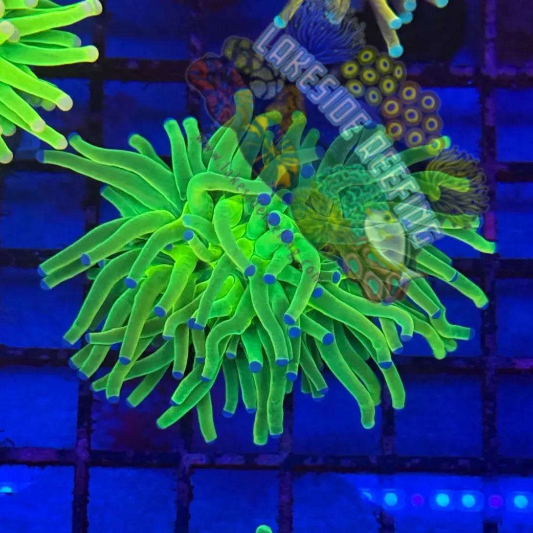 OG Indo Blue Tip Holy Grail R2C8 Lakeside Reefing