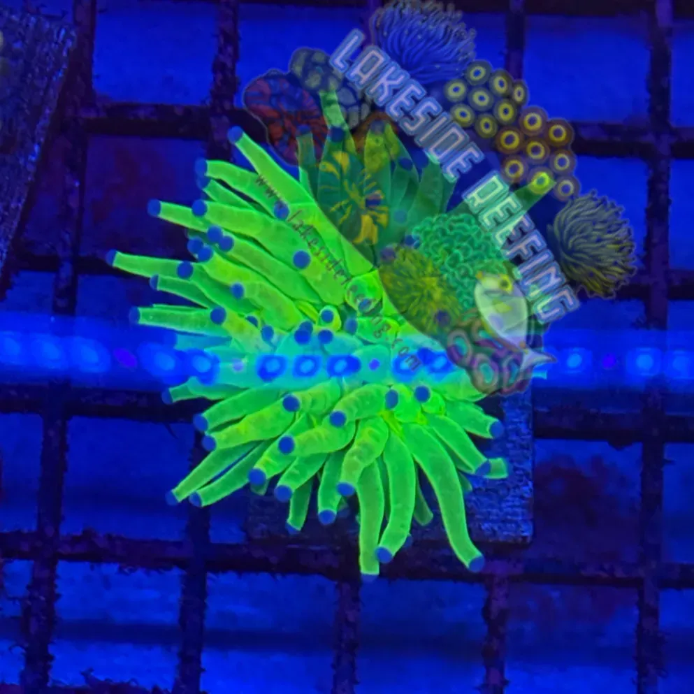 OG Indo Blue Tip Holy Grail R2A7 Lakeside Reefing