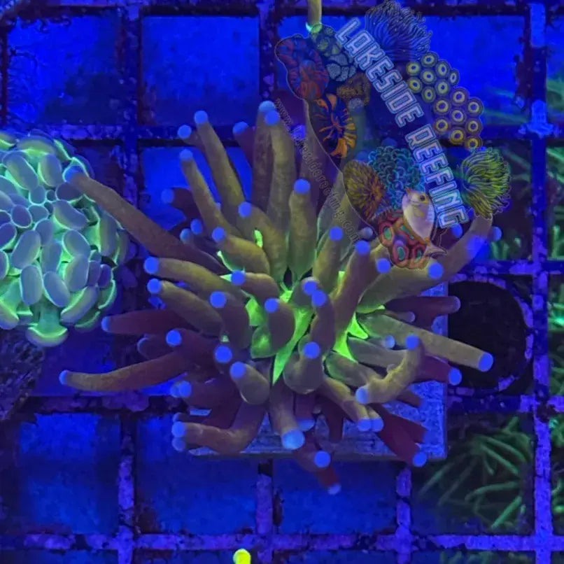 Malaysian Jumbo Knicks Joker Torch Coral R4A2 Lakeside Reefing