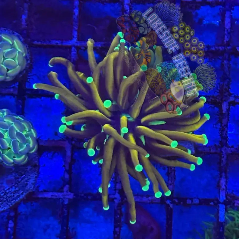 Indo Jester Torch Coral R4A3 Lakeside Reefing