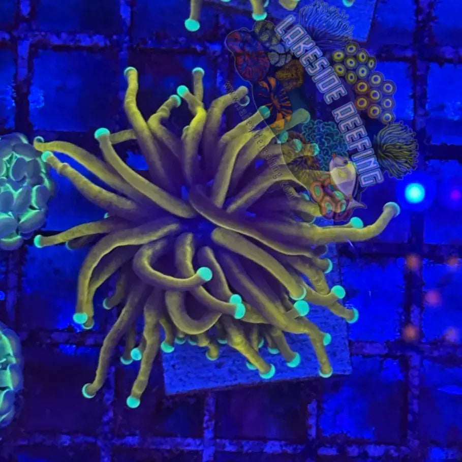 Indo Black Panther Coral R4A4 Lakeside Reefing