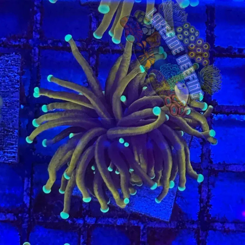 Indo Black Panther Coral R4A5 Lakeside Reefing