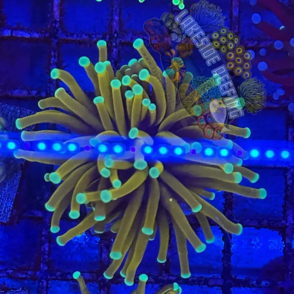 Indo Ultra 24k Torch Coral R4A6 Lakeside Reefing