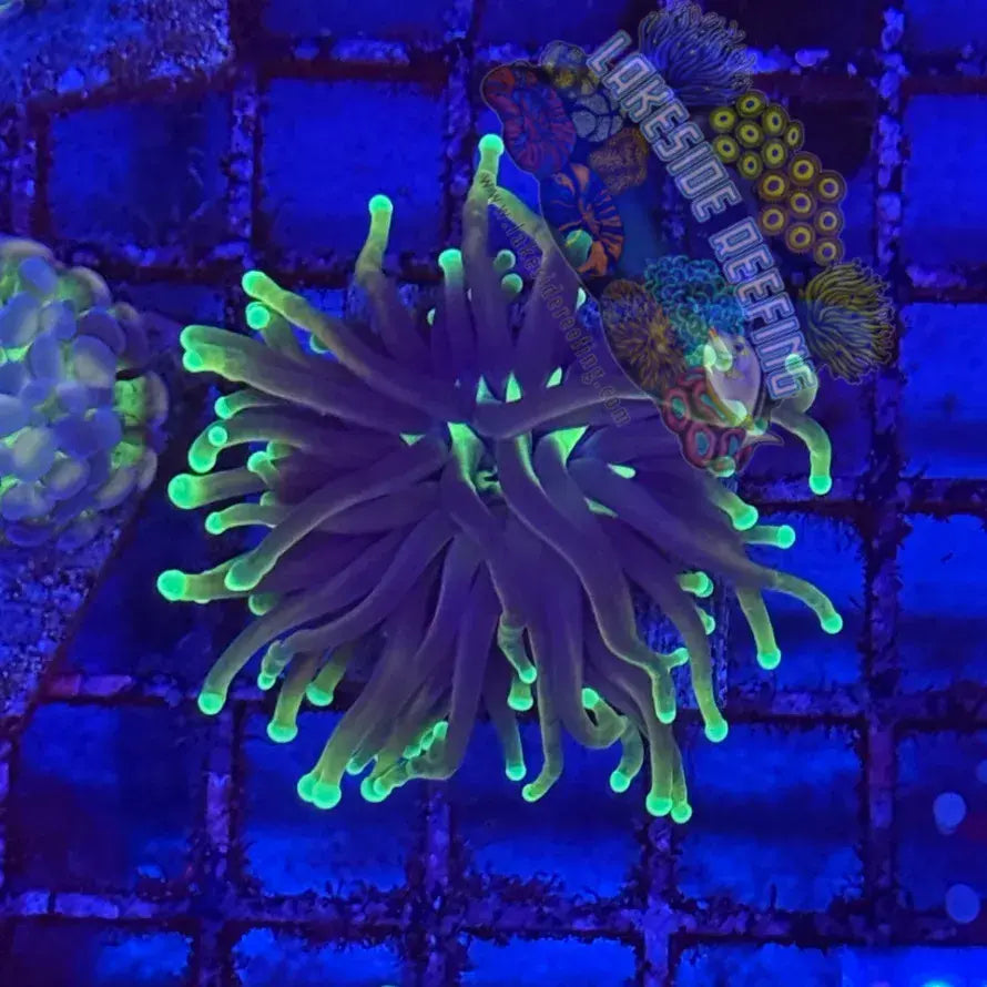 Indo Deep Dragon Soul Torch Coral R4A7 Lakeside Reefing