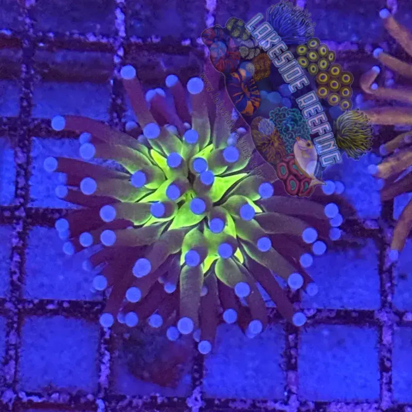 Malaysian Jumbo Joker Torch Coral R4A9 Lakeside Reefing
