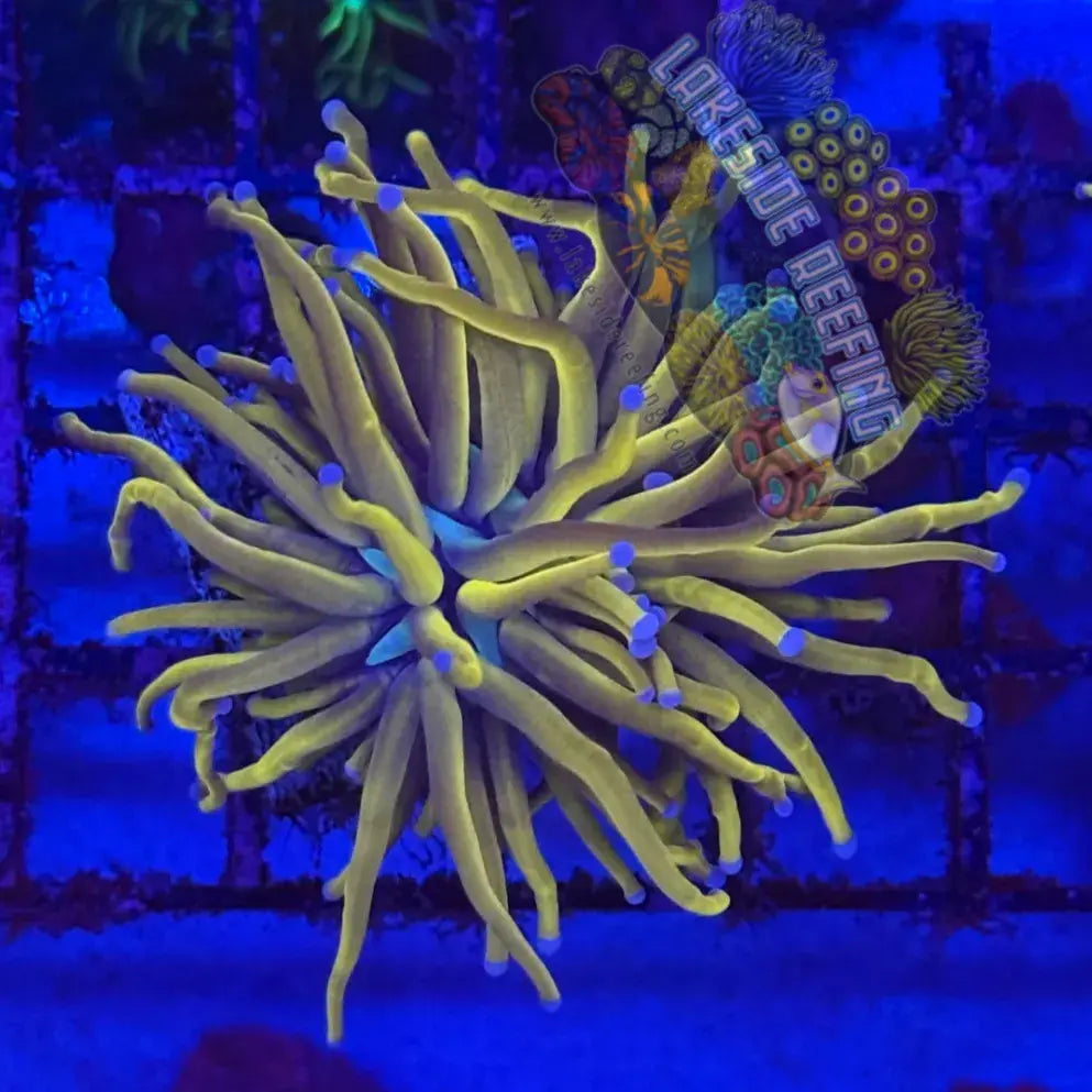 Ultra Gold Torch Coral R4B1 Lakeside Reefing