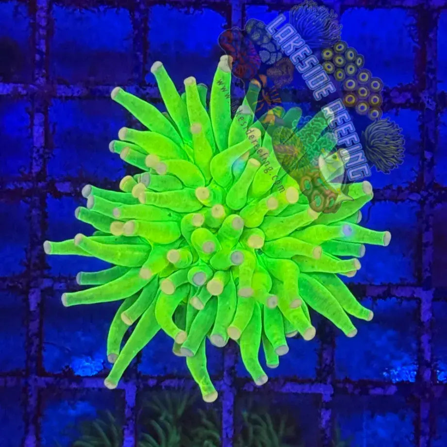 Malaysian Pink Tip Holy Grail R4B3 Lakeside Reefing