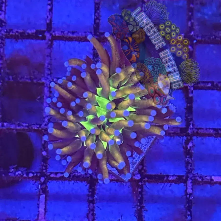 Malaysian Jumbo Knicks Joker Torch Coral R4B7 Lakeside Reefing