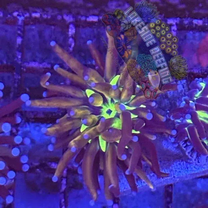 Malaysian Jumbo Knicks Joker Torch Coral R4B8 Lakeside Reefing