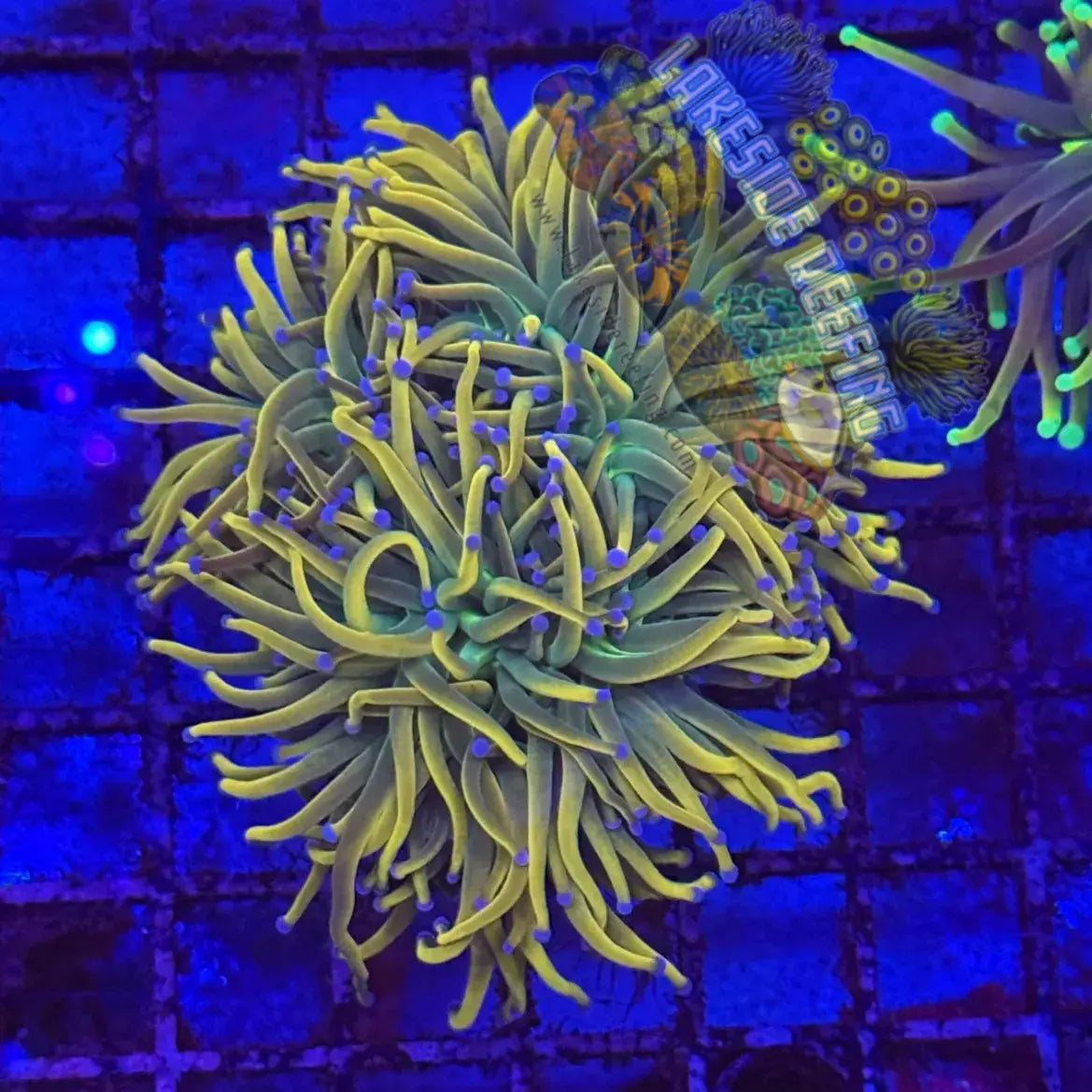 Gorgeous Dragon Tamer Torch R4C2 Lakeside Reefing