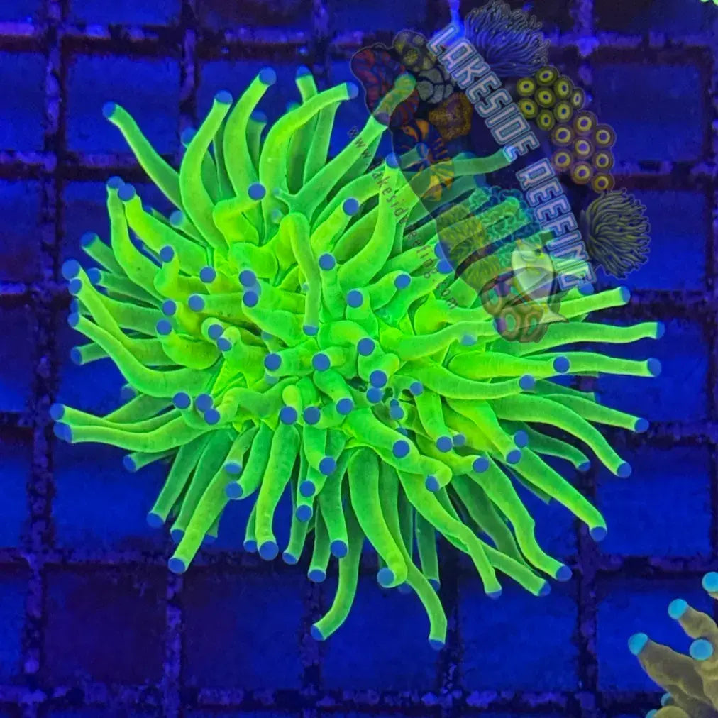 OG Indo Blue Tip Holy Grail R4C5 Lakeside Reefing