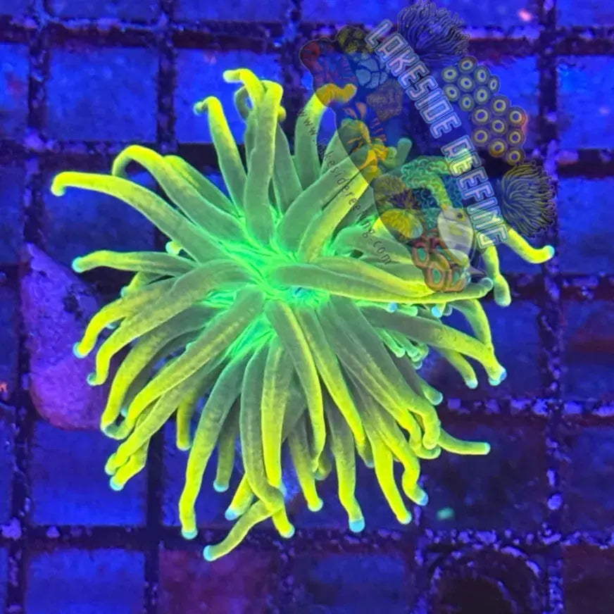 Banana Grail Torch Coral R4C6 Lakeside Reefing