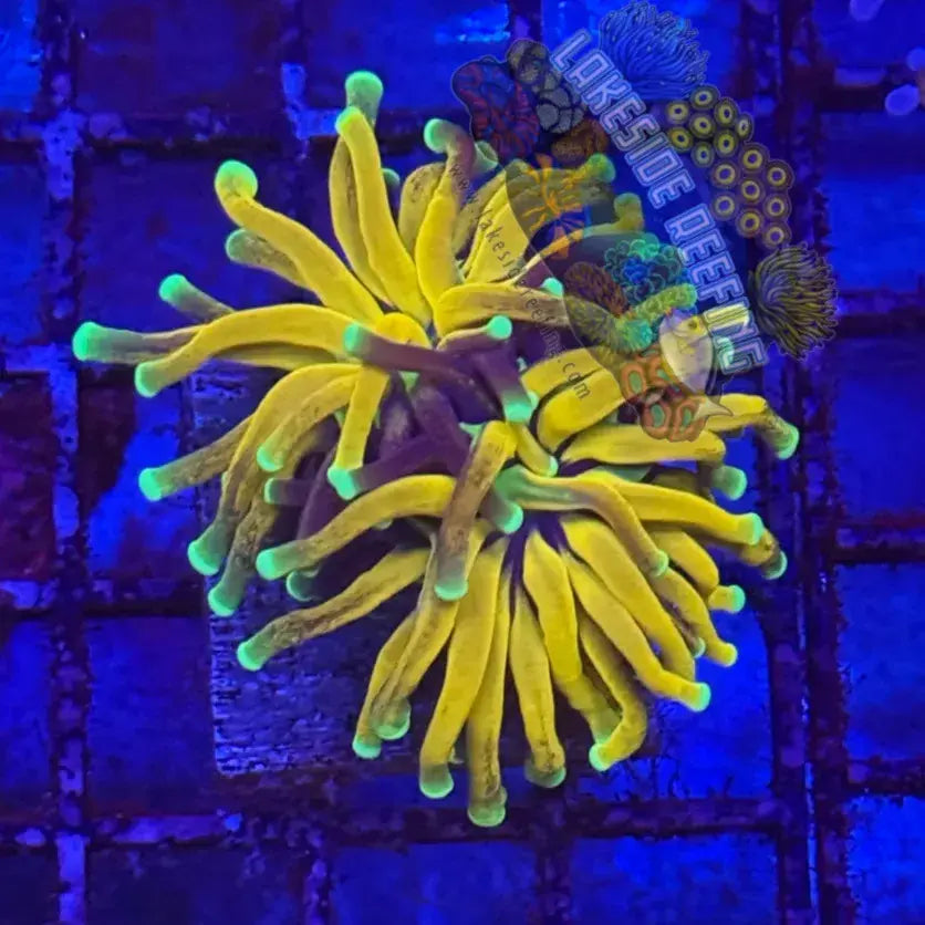 Ultra Bright Tiger Torch Coral R4E2 Lakeside Reefing
