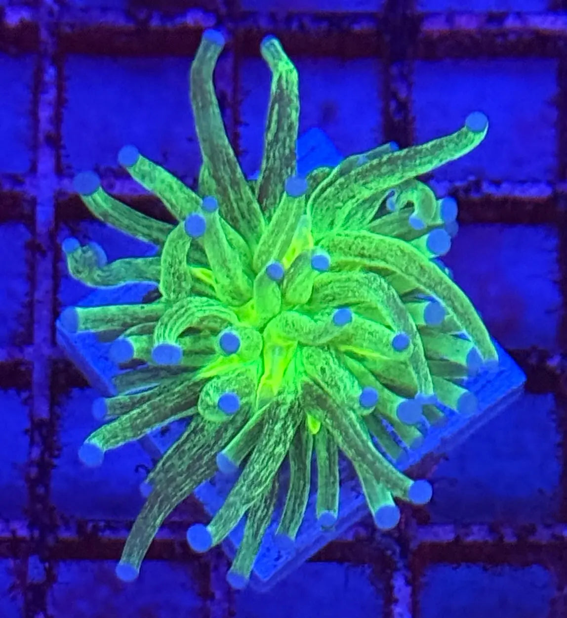Ultra Glitter Holy Grail Torch Coral R4B6