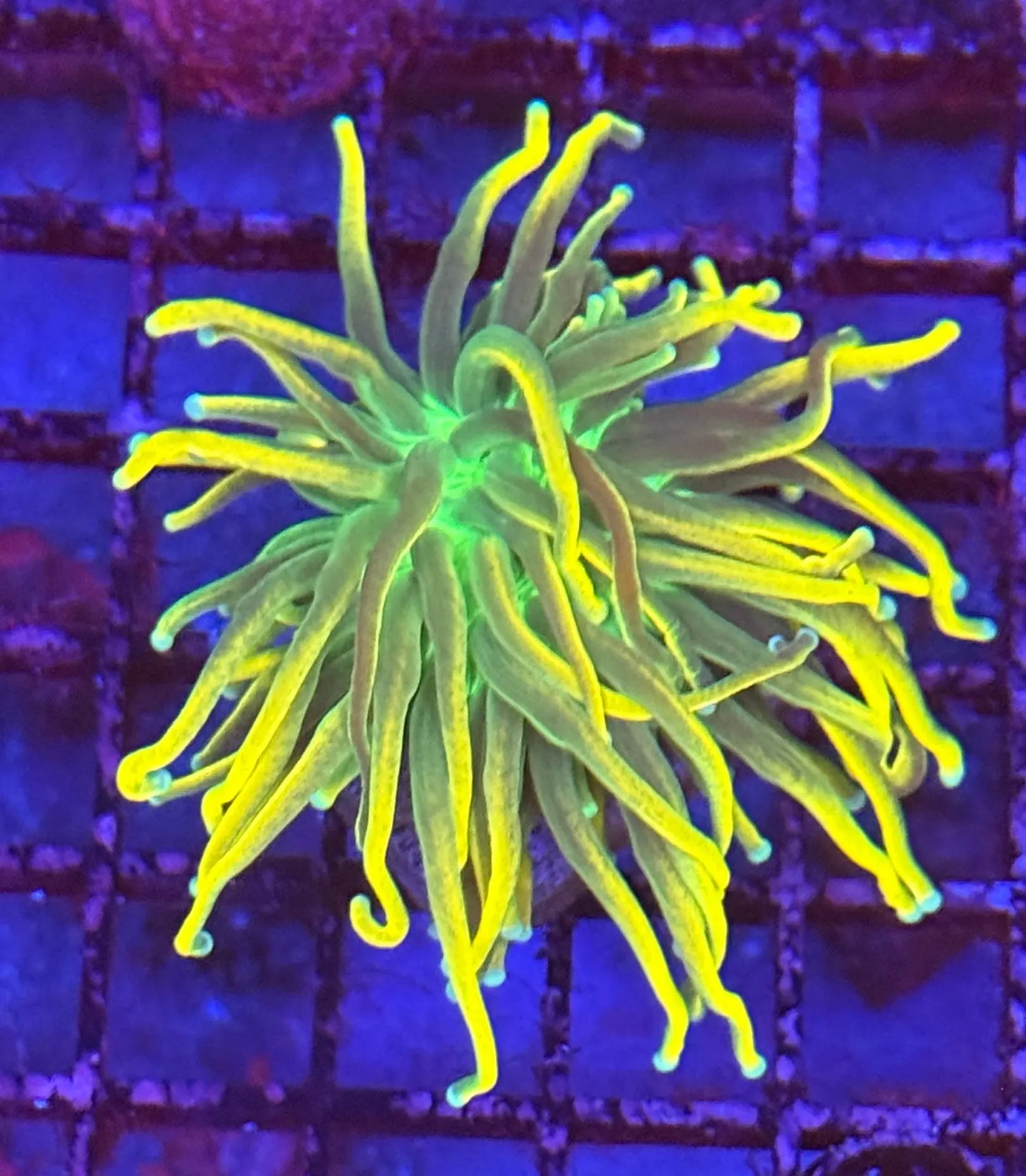 Banana Grail Torch Coral R4C6