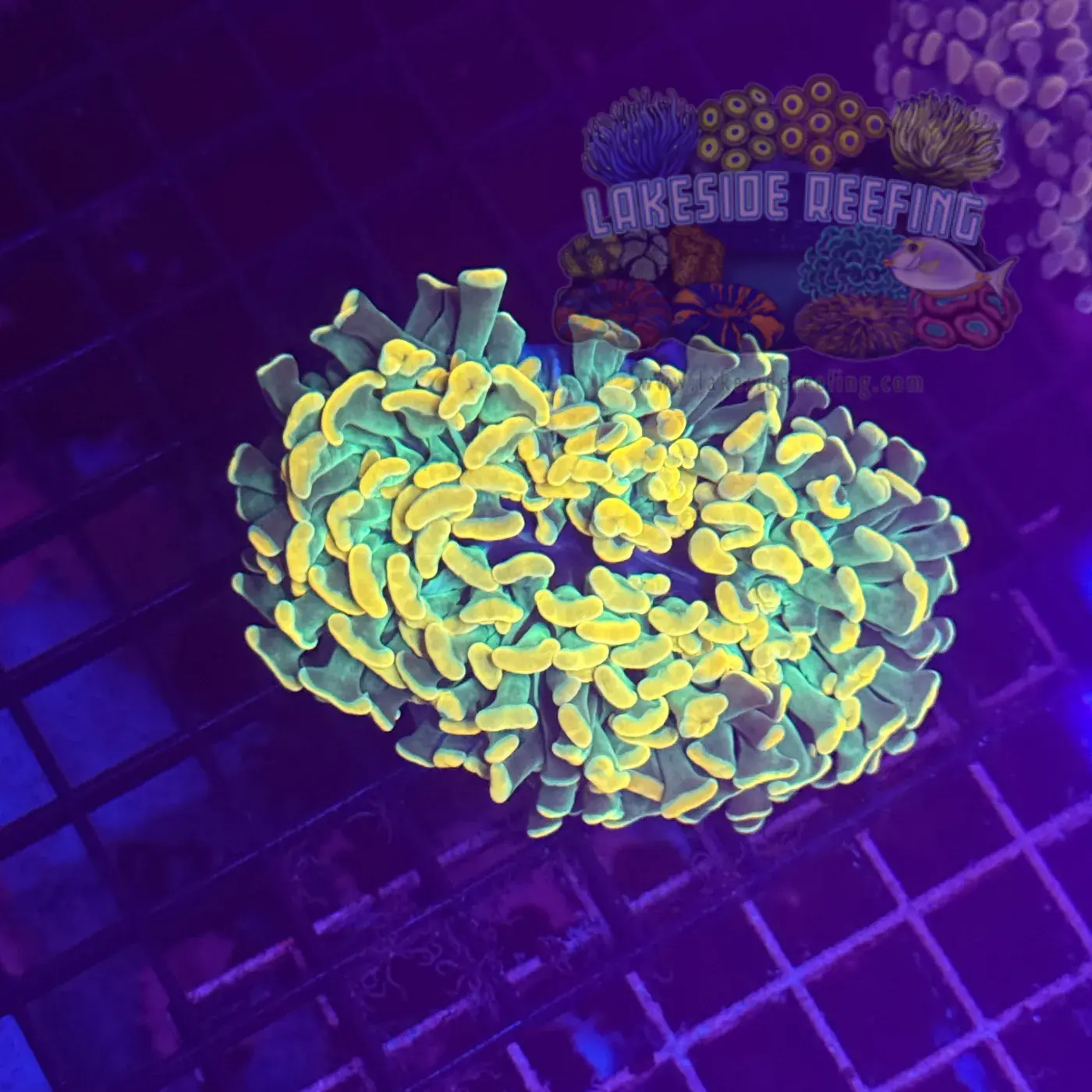 Asian Jumbo Holy Grail Branching Hammer Coral