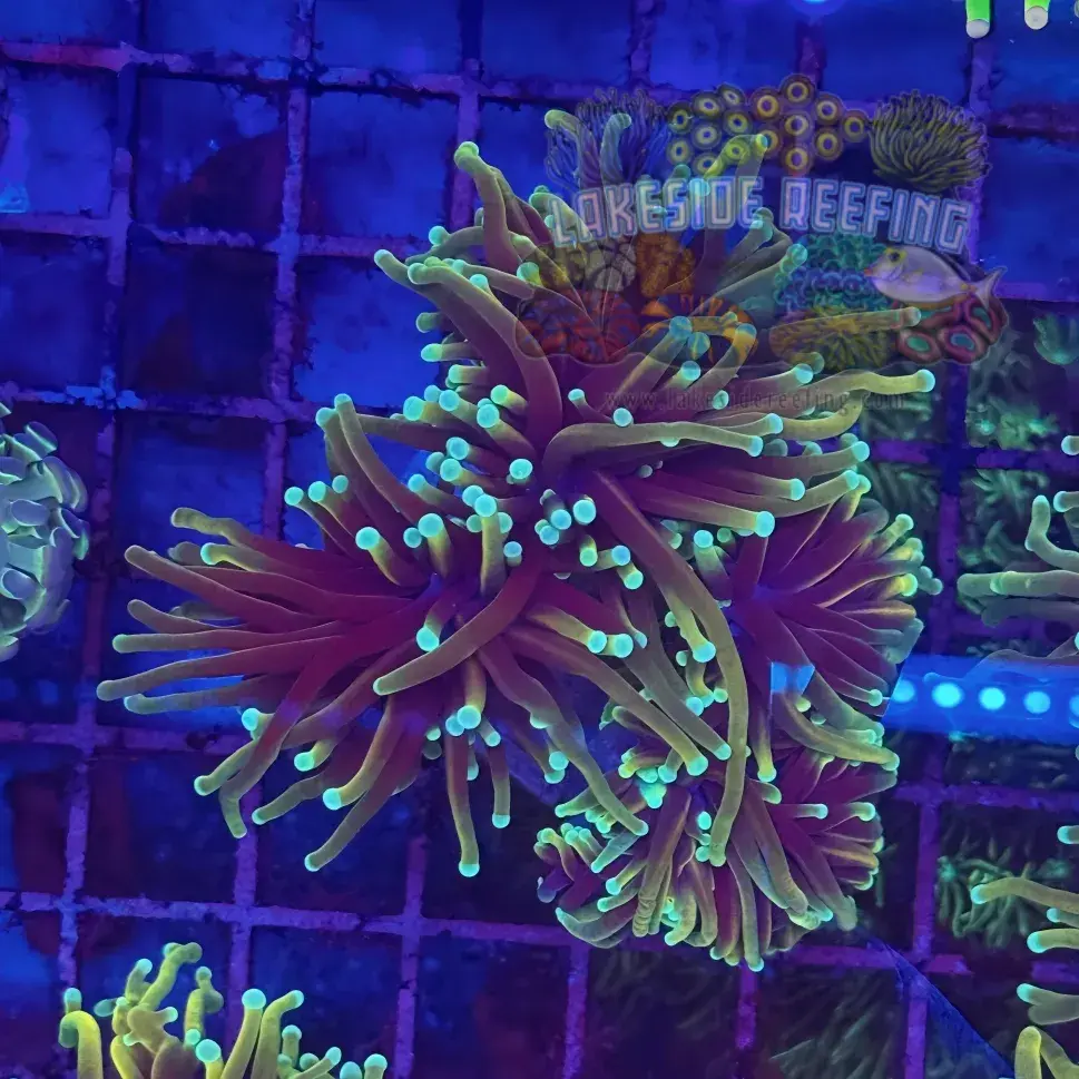 Freezerburn Torch Coral R4A2