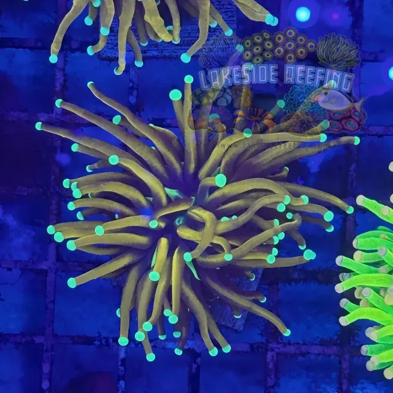 Indo Jester Torch Coral R4A3