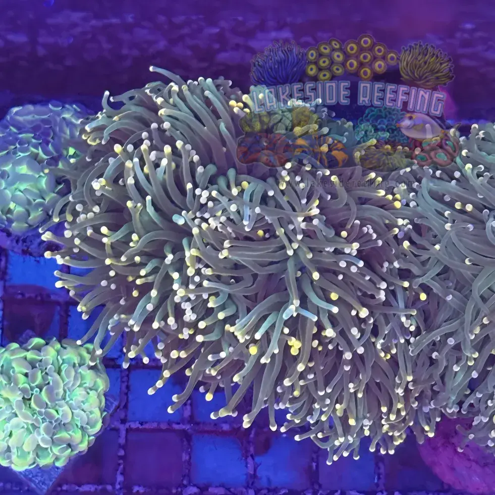 Green Bi Color Torch Coral Colony R4A8