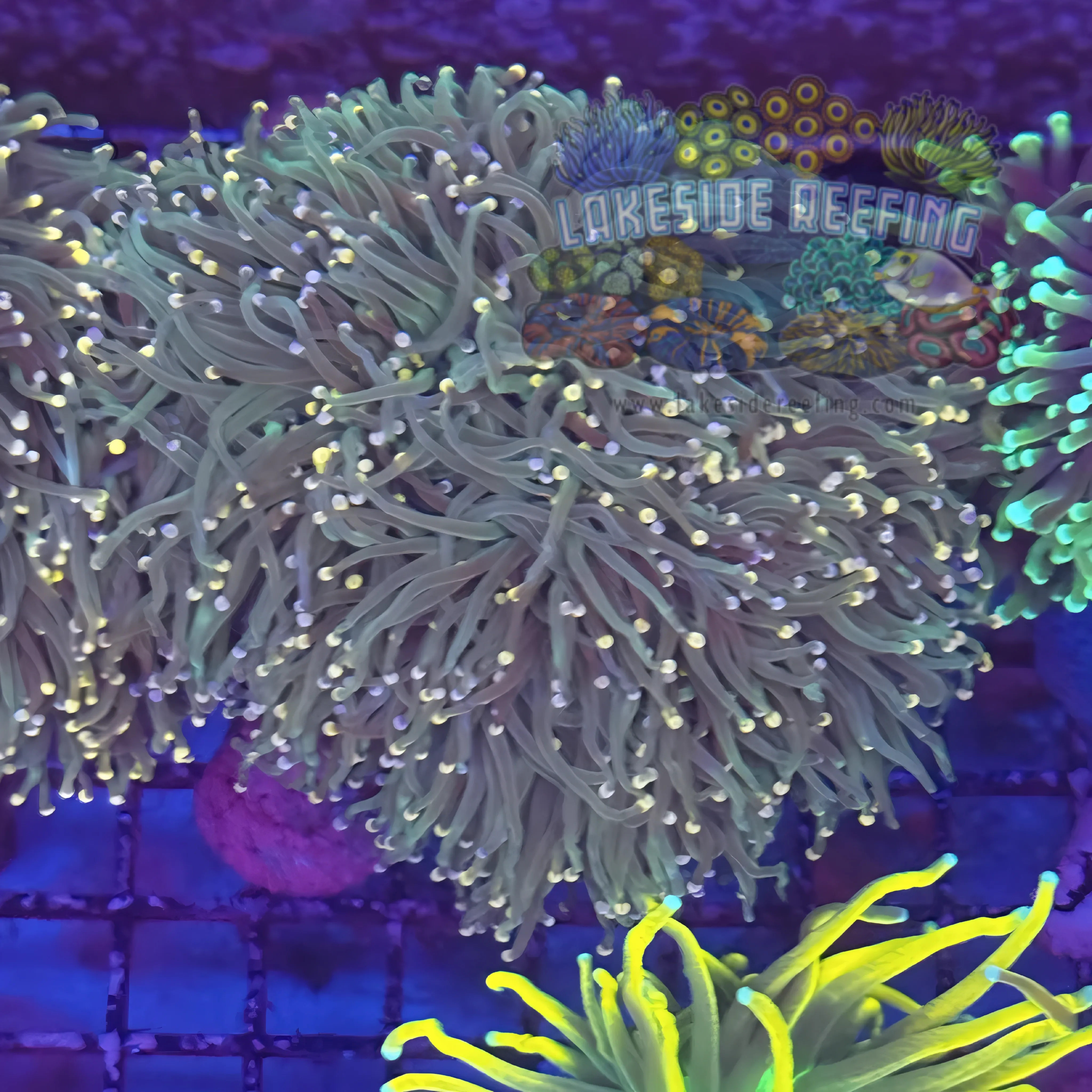 Green Bi Color Torch Coral Colony R4B8