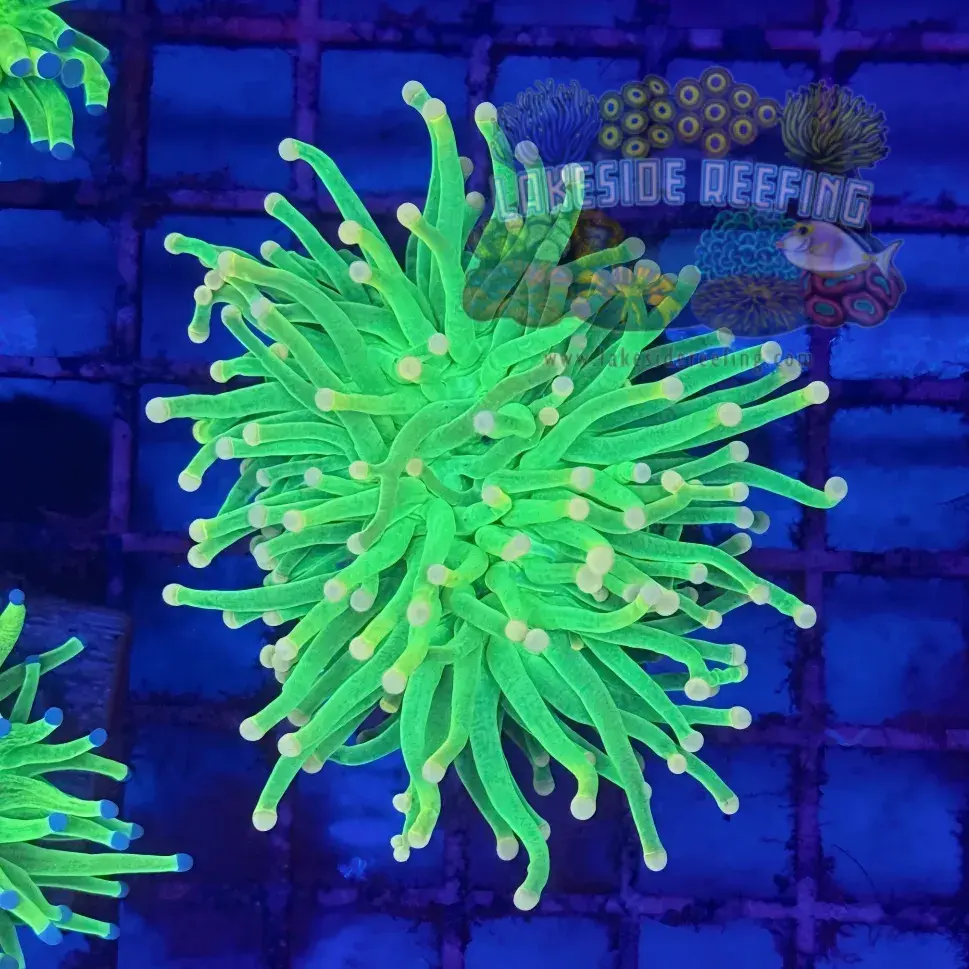 Lime Pink Tip Torch Coral R4C4