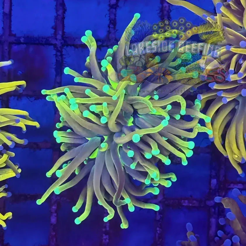 Ultra Dragon Soul Torch Coral R4D3