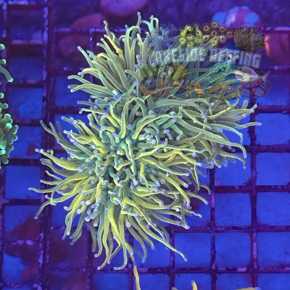 Ultra Gold Rapunzel Torch Coral R5A7