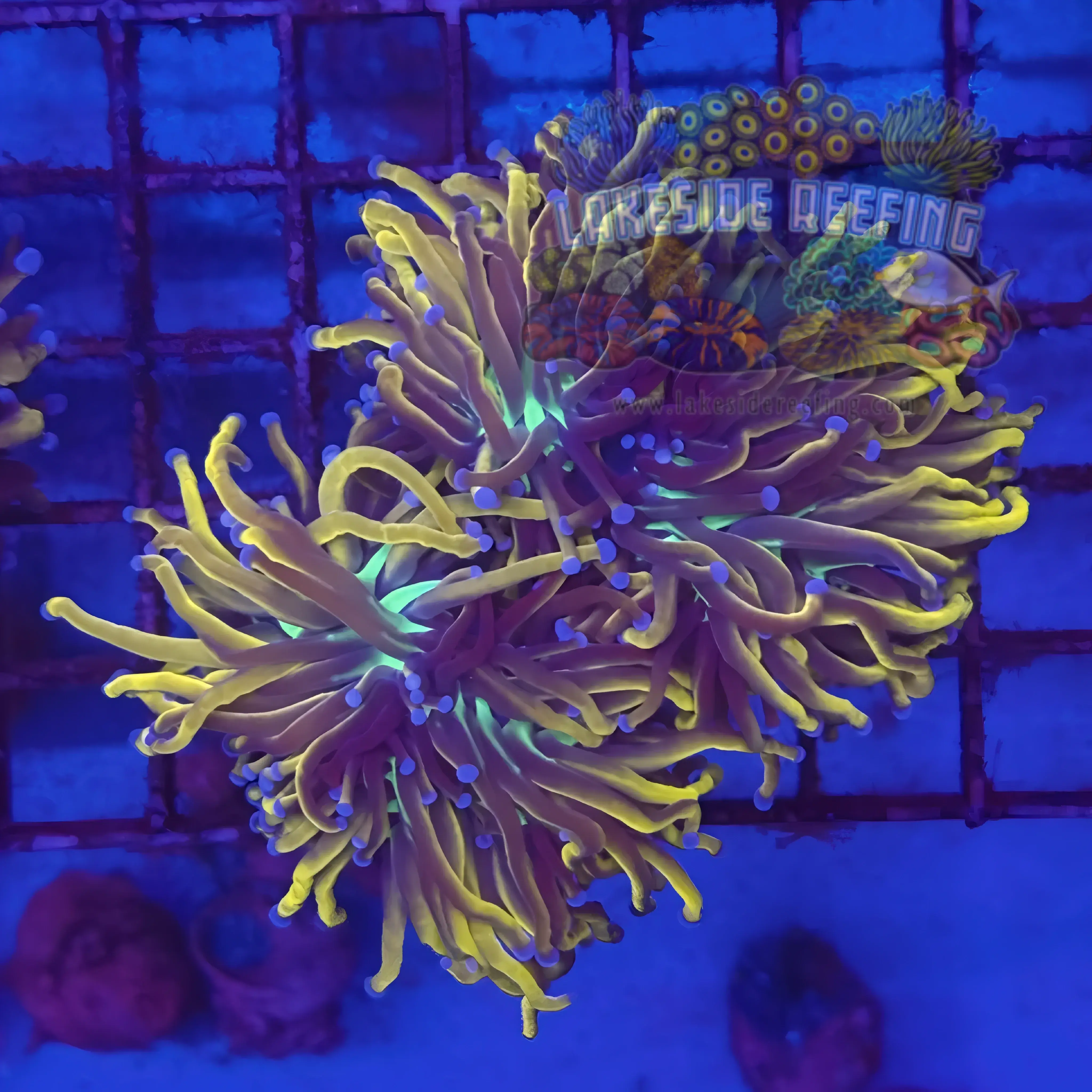 Ultra Gold NY Knicks Torch Coral R5B1