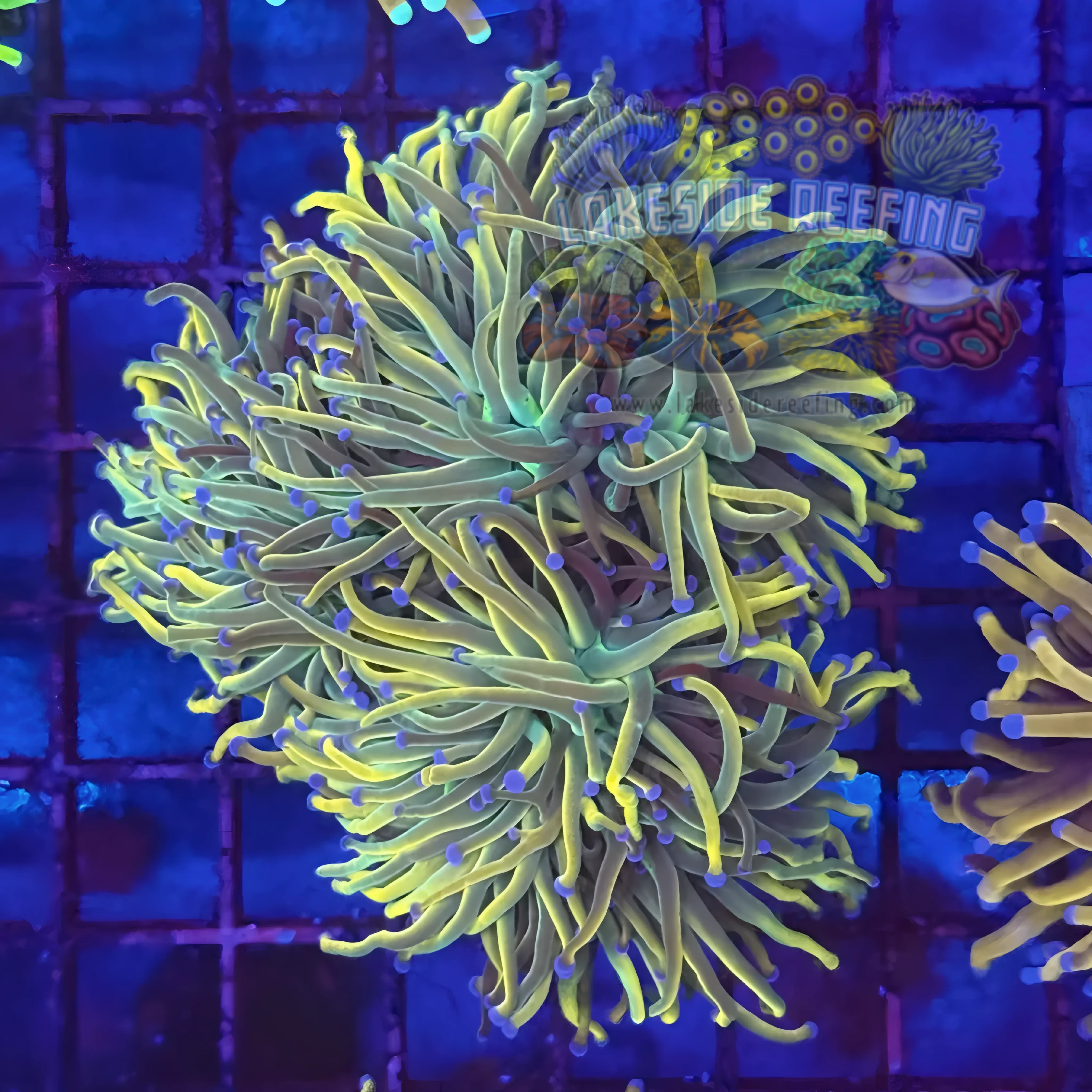 Ultra Gold Dragon Tamer Torch Coral R5B3