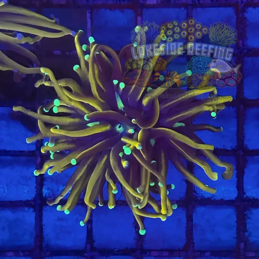 Ultra Black Panther Torch Coral R5B6