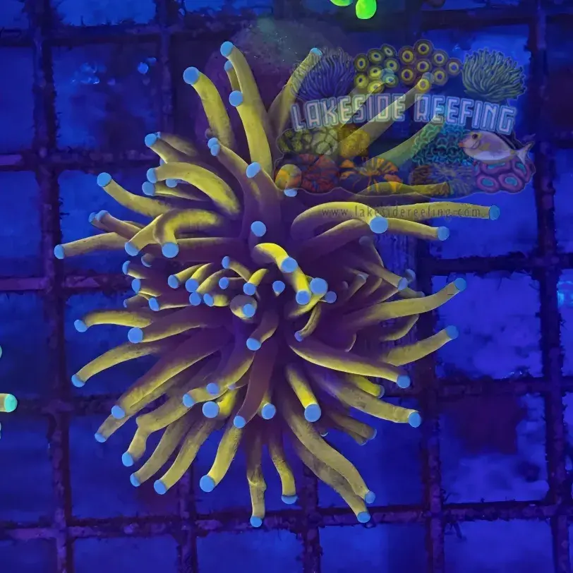 Ultra Gold 24K Torch Coral R5C4