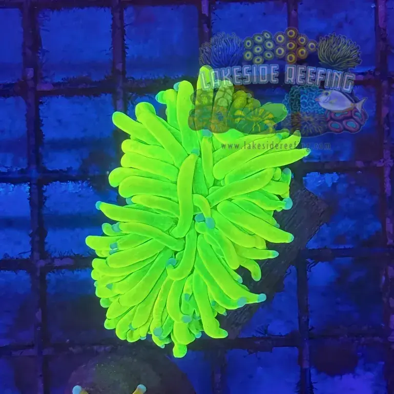 OG Blue Tip Holy Grail Torch Coral R5C5