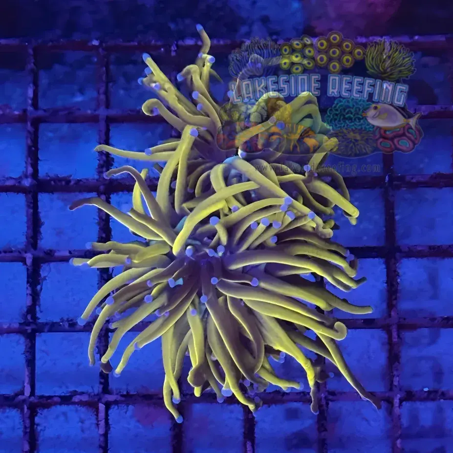 Deep Gold NY Knicks Torch Coral R5C7