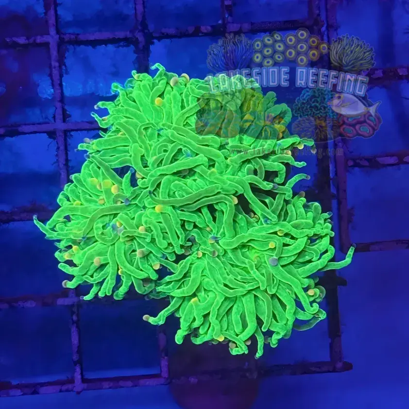 Green Todds Torch Coral R5D1